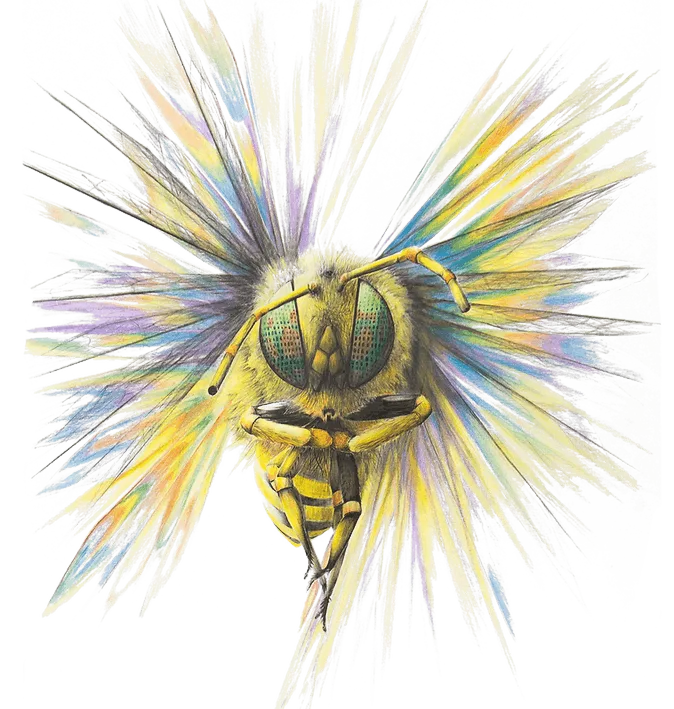 Illustration d'une abeille réalisée aux crayons de couleur par Pat Bisson